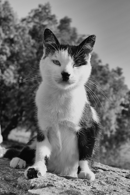 Hitler the Cat, photographed yesterday morning, on his very own wall looking out to the blue Aegean and the distant island of Delos. He